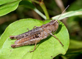 Gomphocerippus rufus / Rote Keulenschrecke / Familie: Feldheuschrecken - Acrididae / Unterfamilie: Grashpfer - Gomphocerinae / Ordnung: Kurzfhlerschrecken - Caelifera