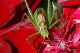 Leptophyes punctatissima / Gewöhnliche Zartschrecke (Männchen) / Familie Laubheuschrecken - Tettigoniidae / Ordnung: Langfühlerschrecken - Ensifera