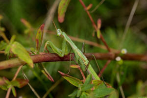 Mantis religiosa / Europische Gottesanbeterin / Gottesanbeterinnen - Mantidae / Ordnung: Fangschrecken - Mantodea