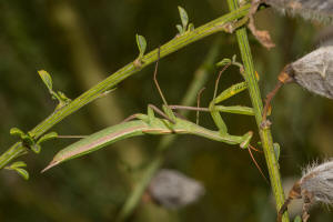 Mantis religiosa / Europische Gottesanbeterin / Gottesanbeterinnen - Mantidae / Ordnung: Fangschrecken - Mantodea