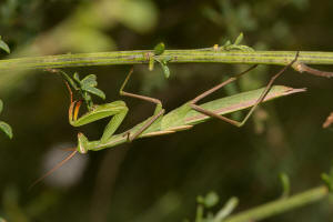 Mantis religiosa / Europische Gottesanbeterin / Gottesanbeterinnen - Mantidae / Ordnung: Fangschrecken - Mantodea