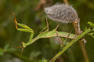 Mantis religiosa / Europische Gottesanbeterin / Gottesanbeterinnen - Mantidae / Ordnung: Fangschrecken - Mantodea