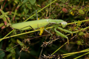 Mantis religiosa / Europische Gottesanbeterin / Gottesanbeterinnen - Mantidae / Ordnung: Fangschrecken - Mantodea