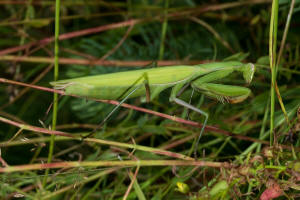 Mantis religiosa / Europische Gottesanbeterin / Gottesanbeterinnen - Mantidae / Ordnung: Fangschrecken - Mantodea