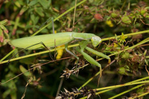 Mantis religiosa / Europische Gottesanbeterin / Gottesanbeterinnen - Mantidae / Ordnung: Fangschrecken - Mantodea