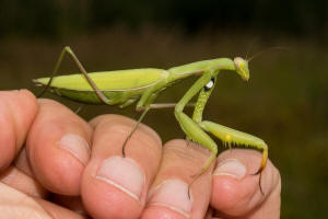 Mantis religiosa / Europische Gottesanbeterin / Gottesanbeterinnen - Mantidae / Ordnung: Fangschrecken - Mantodea