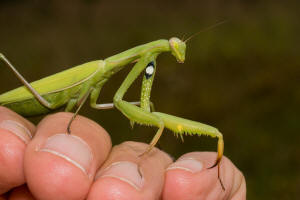 Mantis religiosa / Europische Gottesanbeterin / Gottesanbeterinnen - Mantidae / Ordnung: Fangschrecken - Mantodea