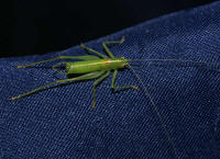 Meconema meridionale / Sdliche Eichenschrecke (Mnnchen) / Laubheuschrecken - Tettigoniidae