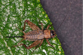 Nemobius sylvestris / Waldgrille / Echte Grillen - Gryllidae / Ordnung: Langfhlerschrecken - Ensifera