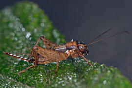 Nemobius sylvestris / Waldgrille / Echte Grillen - Gryllidae / Ordnung: Langfhlerschrecken - Ensifera