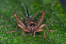 Nemobius sylvestris / Waldgrille / Echte Grillen - Gryllidae / Ordnung: Langfhlerschrecken - Ensifera