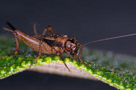 Nemobius sylvestris / Waldgrille / Echte Grillen - Gryllidae / Ordnung: Langfhlerschrecken - Ensifera