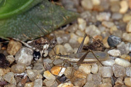 Oecanthus pellucens / Weinhhnchen / Bltengrille / Familie: Grillen - Gryllidae / Unterfamilie: Bltengrillen - Oecanthinae / Ordnung: Langfhlerschrecken - Ensifera