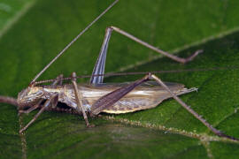 Oecanthus pellucens / Weinhhnchen / Bltengrille / Familie: Grillen - Gryllidae / Unterfamilie: Bltengrillen - Oecanthinae / Ordnung: Langfhlerschrecken - Ensifera