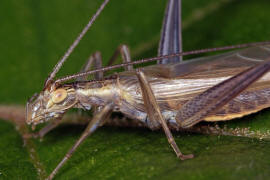 Oecanthus pellucens / Weinhhnchen / Bltengrille / Familie: Grillen - Gryllidae / Unterfamilie: Bltengrillen - Oecanthinae / Ordnung: Langfhlerschrecken - Ensifera