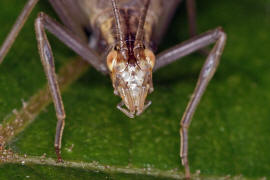 Oecanthus pellucens / Weinhhnchen / Bltengrille / Familie: Grillen - Gryllidae / Unterfamilie: Bltengrillen - Oecanthinae / Ordnung: Langfhlerschrecken - Ensifera