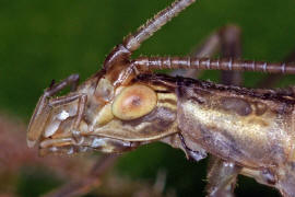 Oecanthus pellucens / Weinhhnchen / Bltengrille / Familie: Grillen - Gryllidae / Unterfamilie: Bltengrillen - Oecanthinae / Ordnung: Langfhlerschrecken - Ensifera