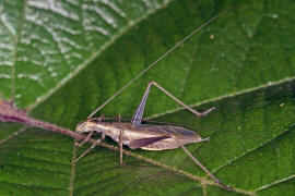 Oecanthus pellucens / Weinhhnchen / Bltengrille / Familie: Grillen - Gryllidae / Unterfamilie: Bltengrillen - Oecanthinae / Ordnung: Langfhlerschrecken - Ensifera