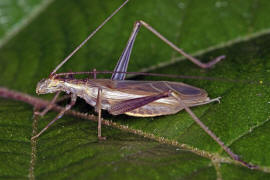 Oecanthus pellucens / Weinhhnchen / Bltengrille / Familie: Grillen - Gryllidae / Unterfamilie: Bltengrillen - Oecanthinae / Ordnung: Langfhlerschrecken - Ensifera