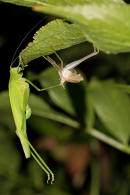 Phaneroptera falcata / Gemeine Sichelschrecke / Laubheuschrecken - Tettigoniidae