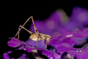 Phaneroptera falcata / Gemeine Sichelschrecke / Laubheuschrecken - Tettigoniidae