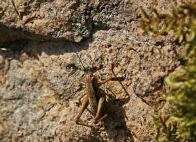 Pholidoptera griseoaptera / Gewöhnliche Strauchschrecke / Familie: Laubheuschrecken - Tettigoniidae / Unterfamilie: Beißschrecken - Decticinae / Ordnung: Langfühlerschrecken - Ensifera