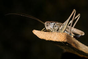 Platycleis albopunctata / Westliche Beischrecke / Laubheuschrecke - Tettigoniidae / Ordnung: Langfhlerschrecken - Ensifera