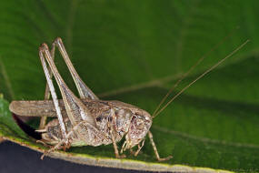 Platycleis albopunctata / Westliche Beischrecke / Laubheuschrecke - Tettigoniidae / Ordnung: Langfhlerschrecken - Ensifera