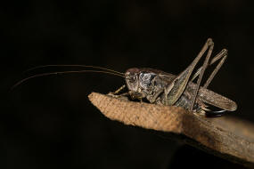 Platycleis albopunctata / Westliche Beischrecke / Laubheuschrecke - Tettigoniidae / Ordnung: Langfhlerschrecken - Ensifera