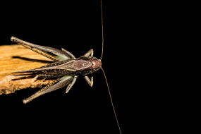 Platycleis albopunctata / Westliche Beischrecke / Laubheuschrecke - Tettigoniidae / Ordnung: Langfhlerschrecken - Ensifera