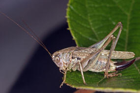 Platycleis albopunctata / Westliche Beischrecke / Laubheuschrecke - Tettigoniidae / Ordnung: Langfhlerschrecken - Ensifera