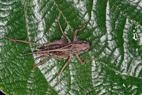 Platycleis albopunctata / Westliche Beischrecke / Laubheuschrecke - Tettigoniidae / Ordnung: Langfhlerschrecken - Ensifera