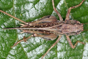 Platycleis albopunctata / Westliche Beischrecke / Laubheuschrecke - Tettigoniidae / Ordnung: Langfhlerschrecken - Ensifera