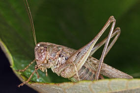 Platycleis albopunctata / Westliche Beischrecke / Laubheuschrecke - Tettigoniidae / Ordnung: Langfhlerschrecken - Ensifera