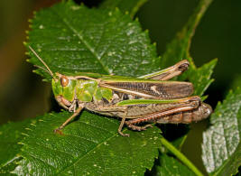 Stenobothrus lineatus / Heidegrashpfer / Familie: Acrididae - Feldheuschrecken / Unterfamilie: Gomphocerinae - Grashpfer / Ordnung: Caelifera - Kurzfhlerschrecken