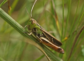 Stenobothrus lineatus / Heidegrashpfer / Familie: Acrididae - Feldheuschrecken / Unterfamilie: Gomphocerinae - Grashpfer / Ordnung: Caelifera - Kurzfhlerschrecken