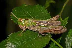 Stenobothrus lineatus / Heidegrashpfer / Familie: Acrididae - Feldheuschrecken / Unterfamilie: Gomphocerinae - Grashpfer / Ordnung: Caelifera - Kurzfhlerschrecken