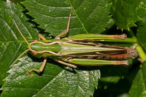 Stenobothrus lineatus / Heidegrashpfer / Familie: Acrididae - Feldheuschrecken / Unterfamilie: Gomphocerinae - Grashpfer / Ordnung: Caelifera - Kurzfhlerschrecken