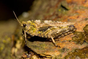 Tetrix ceperoi / Westliche Dornschrecke / Dornschrecken - Tetrigidae / Kurzfhlerschrecken - Caelifera