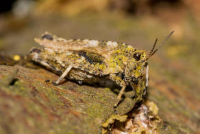 Tetrix ceperoi / Westliche Dornschrecke / Dornschrecken - Tetrigidae / Kurzfhlerschrecken - Caelifera