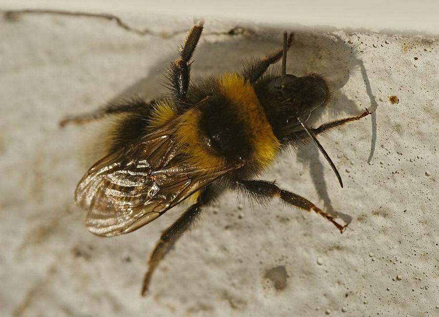 Bombus hortorum / Gartenhummel / Apinae (Echte Bienen) / Ordnung: Hautflügler - Hymenoptera