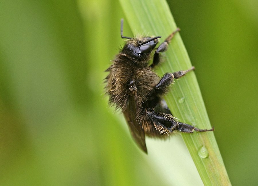Bombus humilis / Veränderliche Hummel / Apinae (Echte Bienen) / Ordnung: Hautflügler - Hymenoptera