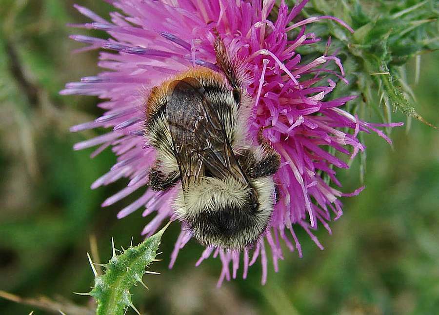 Bombus sylvarum / Bunte Hummel / Waldhummel / Echte Bienen - Apinae / Ordnung: Hautflügler - Hymenoptera