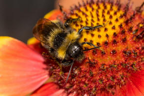 Bombus campestris / Feld-Kuckuckshummel (Mnnchen) / Apidae (Echte Bienen) / Ordnung: Hautflgler - Hymenoptera