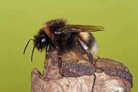 Bombus cryptarum / Kryptarum Erdhummel / Apinae (Echte Bienen) / Ordnung: Hautflügler - Hymenoptera