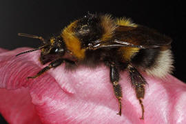 Bombus hortorum / Gartenhummel / Apinae (Echte Bienen) / Ordnung: Hautflügler - Hymenoptera