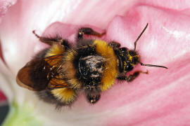 Bombus hortorum / Gartenhummel / Apinae (Echte Bienen) / Ordnung: Hautflgler - Hymenoptera