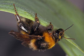 Bombus hortorum / Gartenhummel / Apinae (Echte Bienen) / Ordnung: Hautflgler - Hymenoptera