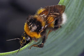 Bombus hortorum / Gartenhummel / Apinae (Echte Bienen) / Ordnung: Hautflügler - Hymenoptera