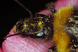 Bombus hortorum / Gartenhummel / Apinae (Echte Bienen) / Ordnung: Hautflügler - Hymenoptera